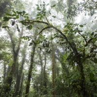 Forêt tropicale