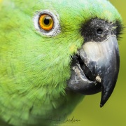Amazone à nuque d'or