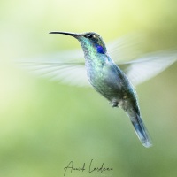 Colibri thalassin