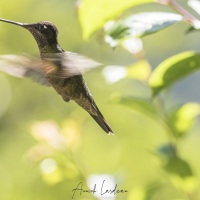 Colibri de Rivoli