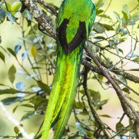 Quetzal