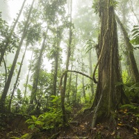 Forêt tropicale