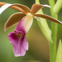 Orchidée