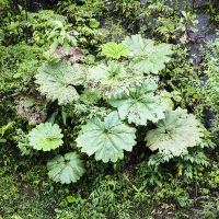 Plantes tropicales