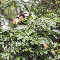 Singe araignée dégustant une fleur