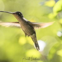 Colibri de Rivoli