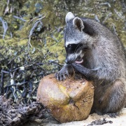 Raton laveur dégustant une noix de coco