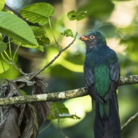 Trogon