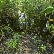 Forêt tropicale
