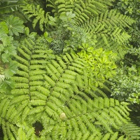 Fougère géante dans la forêt tropicale