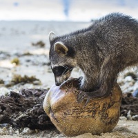 Raton laveur se régalant d'une noix de coco