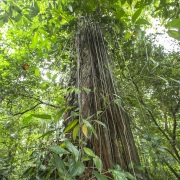 Forêt tropicale