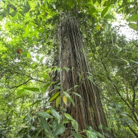 Forêt tropicale