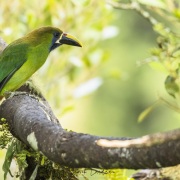 Toucanet émeraude