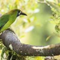 Toucanet émeraude