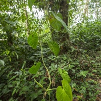 Forêt tropicale