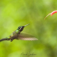 Colibri à gorge pourprée