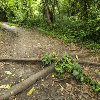 Sentier dans la forêt tropicale