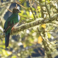 Quetzal: femelle