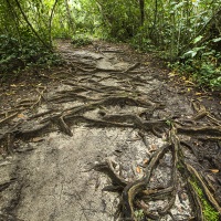 Sentier dans la forêt tropicale