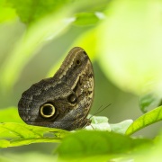 Caligo ou  papillon hiboux