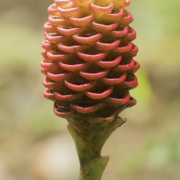 Fleur de gingembre-ruche