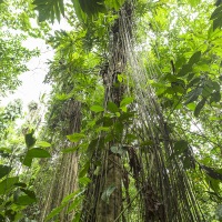 Forêt tropicale