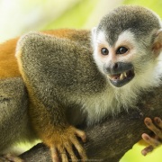 Singe écureuil