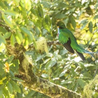 Quetzal