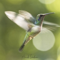 Colibri thalassin