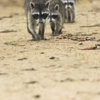 Famille de raton laveur