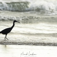 Aigrette bleue