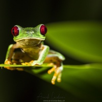 Rainette aux yeux rouges