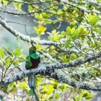 Quetzal