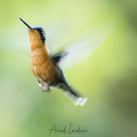 Colibri à gorge pourprée: femelle