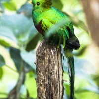 Quetzal