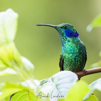 Colibri thalassin