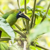 Toucanet émeraude