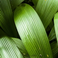 Dans la forêt tropicale