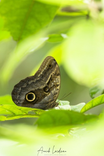 Caligo ou  papillon hiboux
