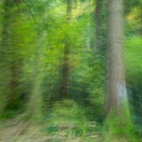Sous-bois