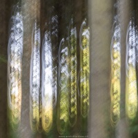 Fantaisie forestière