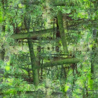 Fantaisie forestière