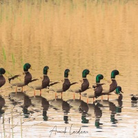 Canard colvert