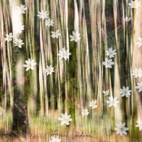 Sous bois au printemps