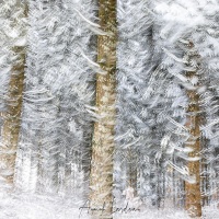 Forêt enneigée