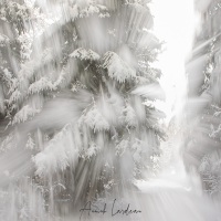 Forêt enneigée