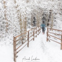 Forêt enneigée