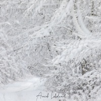 Forêt enneigée