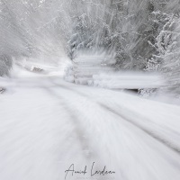 Forêt enneigée
